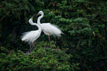 Great White Egret in mating colors and displaying to attract mate.