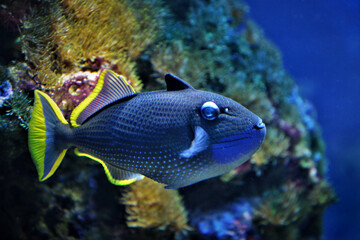 Fototapeta na wymiar Blue fish