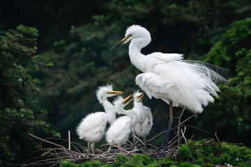 Great Egret, Common Egret, Large Egret, baby Egret,Great White Heron - Ardea alba