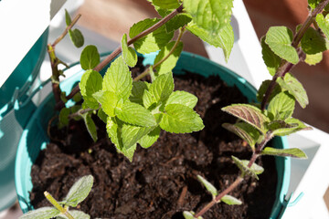Garden mint herb growing in a green metal plant pot on a white wood frame.  Grow your own concept