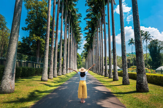 Woman exploring palm alley at Royal Botanical Gardens in Kandy Sri Lanka