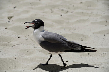 seagull on the beach