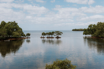 Fototapeta premium mangroves on the coast of the philippines