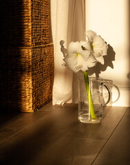 Still life with wicker baskets. Hippeastrum, amarilis, Christmas flower. Glass jug.