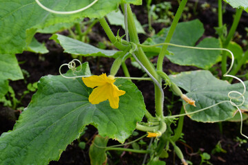 Ovary cucumbers with flowers on a blurred background