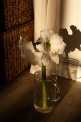 Still life with wicker baskets. Hippeastrum, amarilis, Christmas flower. Glass jug.