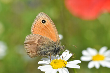 The Small Heath butterfly  on meadow. Small orange butterfly Coenonympha pamphilus
