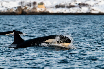Killer whale breaks the surface, northern Norway.