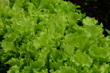 Green large whole lettuce leaves close-up
