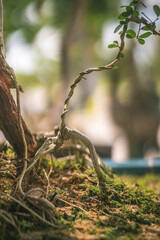 Obraz premium beautiful bonsai tree in the garden