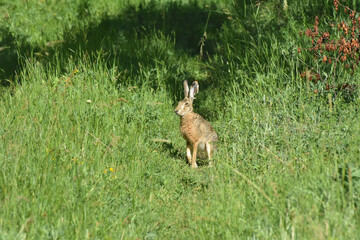 Obraz na płótnie Canvas Wild cute rabbit on meadow. Big wild bunny in grass 
