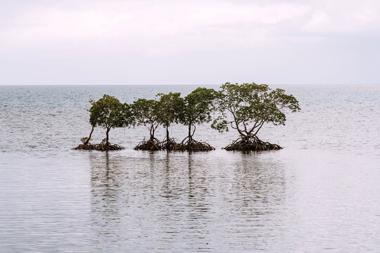 mangroves on the coast of the Philippines over the sea