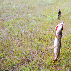 A man holds a pike caught on bait