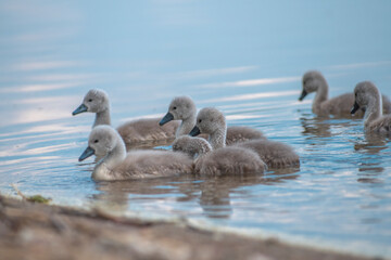 little swans swim in the lake