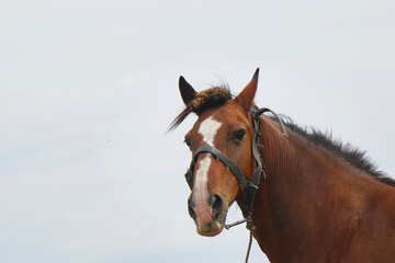 Obraz premium Portrait of a beautiful brown horse on a meadow background