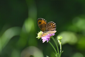 Large wall brown butterfly, lasiommata maera. Beautiful big dotted butterfly