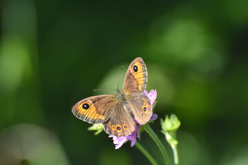 Large wall brown butterfly, lasiommata maera. Beautiful big dotted butterfly
