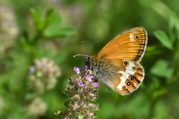 Fototapeta na wymiar Pearly heath butterfly on meadow. Beautiful small dotted butterfly Coenonympha arcania