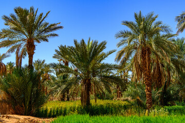 Palms in the oaisis of the Sahara Desert , Africa