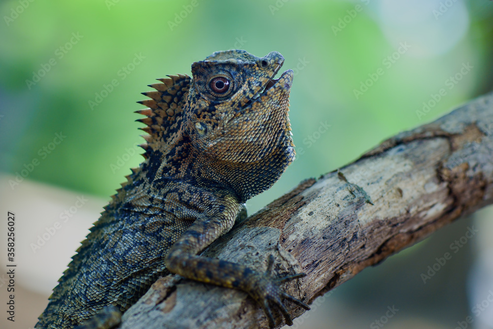 Poster Dragon forest lizard  on branch in tropical  garden  - Posters