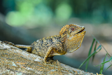 Dragon forest lizard  on branch in tropical  garden 