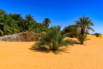 Palms in the oaisis of the Sahara Desert , Africa