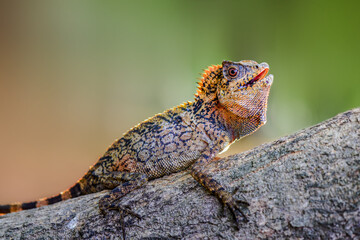 Dragon forest lizard  on branch in tropical  garden 