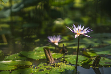 purple lotus or waterlily blossom in pool