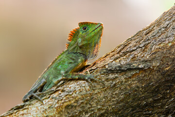 Dragon forest lizard  on branch in tropical  garden 