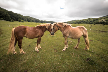 horses in love