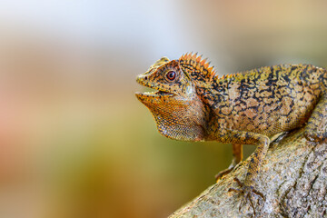 Dragon forest lizard  on branch in tropical  garden 