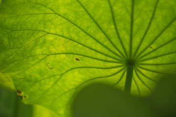 Big green lotus leaf texture background. Beautiful lotus leaf background in the pond