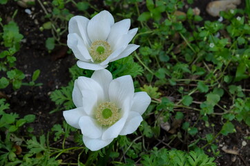 Wood Anemone, Anemone Nemorosa, windflower, blooming  white garden flower with yellow stamens, Sofia, Bulgaria 