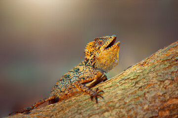Dragon forest lizard  on branch in tropical  garden 
