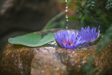 Beautiful zen garden with lotus flower and bamboo fountain on nature background