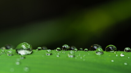 Water droplets on the leaves Green rainy season raindrop.