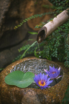 Beautiful zen garden with lotus flower and bamboo fountain on nature background