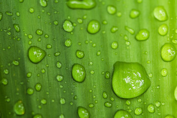 Water droplets on the leaves Green rainy season raindrop.