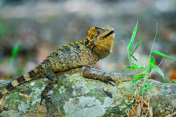 Dragon forest lizard  on branch in tropical  garden 