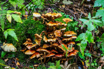 Brown mushrooms on a stump.