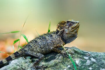 Dragon forest lizard  on branch in tropical  garden 