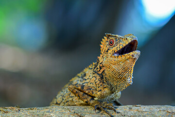 Dragon forest lizard  on branch in tropical  garden 