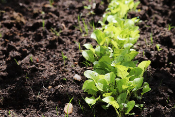 green salad leaves close up in the garden