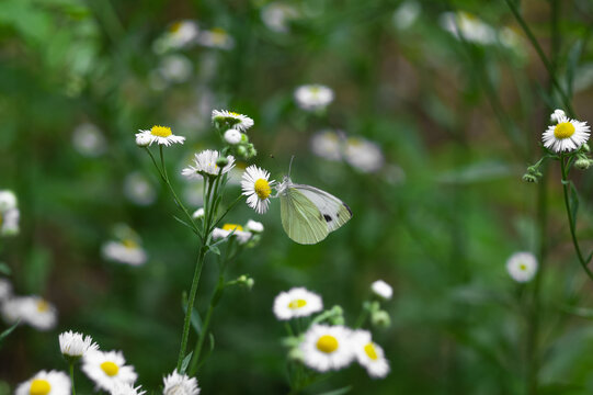 butterfly sits on a Daisy flower. Chamomile field dark green background