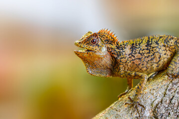 Dragon forest lizard  on branch in tropical  garden 
