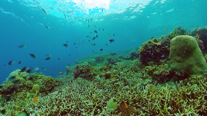 Beautiful underwater landscape with tropical fishes and corals. Life coral reef. Panglao, Bohol, Philippines. Philippines.