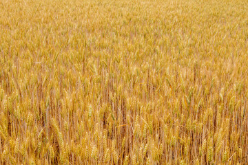 Fototapeta premium Field with golden ears of cereal. Wheat plants. Tricicum. Province of Leon, Spain.