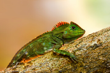 Dragon forest lizard  on branch in tropical  garden 