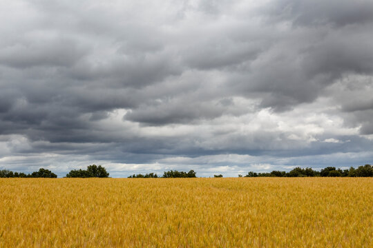 Golden colored wheat field, trees and cloudy sky. Province of Leon, Spain.