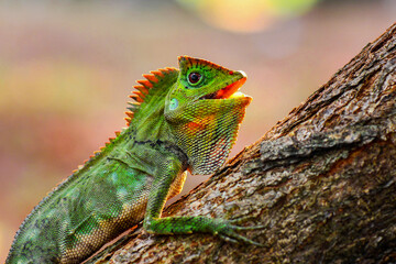 Dragon forest lizard  on branch in tropical  garden 